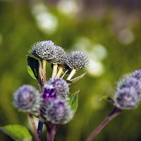 Фотоэтюд :: Владимир Кроливец