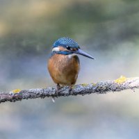 зимородок. :: юрий макаров