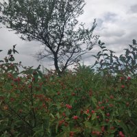 Июль :: Андрей Хлопонин Июль :: Андрей Хлопонин