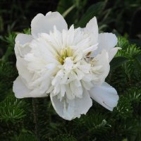 дачное :: Елена Шаламова