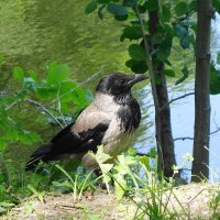 Воронье :: Рита Симонова