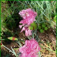 Гвоздика перестая :: Ольга Довженко