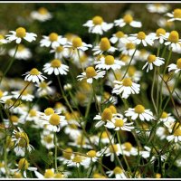 С ромашками.. :: Aleksandr Gal