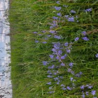 в полях... :: Галина Флора в полях... :: Галина Флора