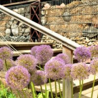 Аллиум в ландшафтном дизайне. :: Татьяна Помогалова Аллиум в ландшафтном дизайне. :: Татьяна Помогалова