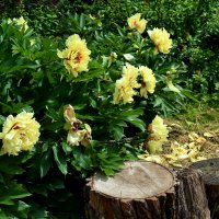 Куст древовидных пионов. :: Татьяна Помогалова Куст древовидных пионов. :: Татьяна Помогалова