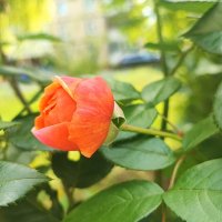 ,,, :: Сергей Тимоновский