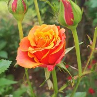 ,,, :: Сергей Тимоновский