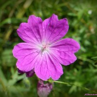 Когда цветёт герань кроваво-красная.... :: Андрей Заломленков