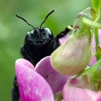Ну что же, здравствуй, вот и я :: Юрий. Шмаков