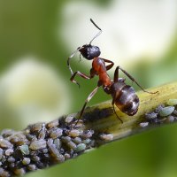 В дозоре :: Геннадий Супрун В дозоре :: Геннадий Супрун
