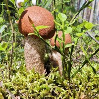 Два дружбана красных. :: Станислав Мутовин