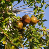 " :: Светлана Хращевская " :: Светлана Хращевская