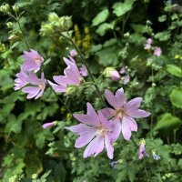 Мальва мускусная :: Oleg4618 Шутченко Мальва мускусная :: Oleg4618 Шутченко