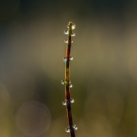 *** :: Виталий Емельянов