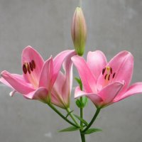 Розовые лилии. :: Александр Чеботарь Розовые лилии. :: Александр Чеботарь