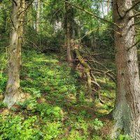 *** :: Денис Бочкарёв