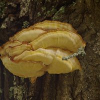 Ведьмина сера :: Сергей Владимирович Егоров Ведьмина сера :: Сергей Владимирович Егоров