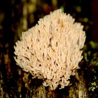 Рогатик прямой :: Сергей Владимирович Егоров