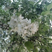 весна :: Анастасия Малыгина