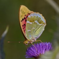 Перламутровая пандора... :: Александр Посошенко