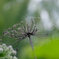 Борщевичок :: Андрей Зайцев