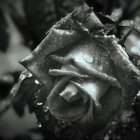 После дождя... :: Владимир Шошин После дождя... :: Владимир Шошин