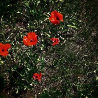 Летние этюды 58 :: Алексей Кузнецов