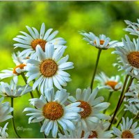 Про цветы... :: Aquarius - Сергей Про цветы... :: Aquarius - Сергей