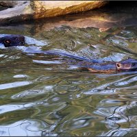 Бобры :: Сергей Премонишын