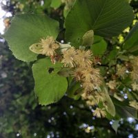 Липа :: Сапсан 