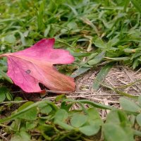 Лист крыжовника ... :: Руслан 