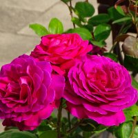 О красоте цветов. :: Милешкин Владимир Алексеевич О красоте цветов. :: Милешкин Владимир Алексеевич