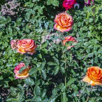 Розы :: Анатолий Чикчирный