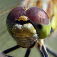 Мордашка :: Геннадий Супрун