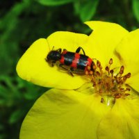 Отдыхает :: Людмила Смородинская