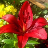 Лилия :: Елена Семигина Лилия :: Елена Семигина