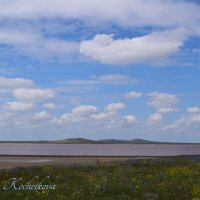 Природа Крыма :: Amazing Cosmea