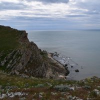 Природа Крыма :: Amazing Cosmea