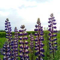 Люпины :: Сапсан 