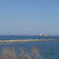 Токаревская кошка :: Наталья Т