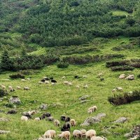 Спіданок овечок :: Степан Карачко