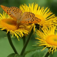 "The Natural World" (Мир Природы) :: "The Natural World" Александер