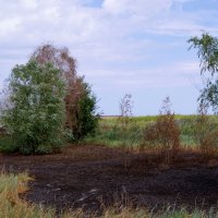 Губится природа. :: сергей ермошкин