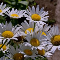 Ромашки садовые. :: сергей ермошкин Ромашки садовые. :: сергей ермошкин