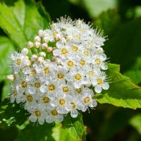 *** :: Виктор Иванович Чернюк