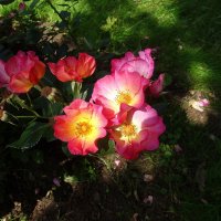 Июльские розы :: Лидия Бусурина Июльские розы :: Лидия Бусурина