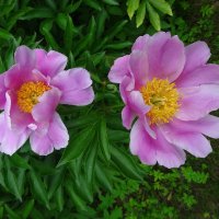 Розовый дуэт :: Лидия Бусурина Розовый дуэт :: Лидия Бусурина