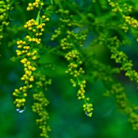 После дождя :: Татьяна Перегудова После дождя :: Татьяна Перегудова