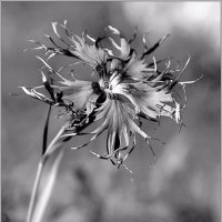 ... :: Юрий Ковшов